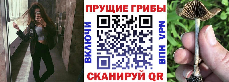 Купить где  Куса  Галлюциногенные грибы ЛСД 